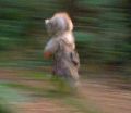 2026年5月10日 (日) 14:42時点における版のサムネイル