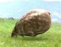 2026年5月10日 (日) 14:41時点における版のサムネイル