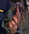2026年5月10日 (日) 14:42時点における版のサムネイル