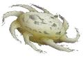 2026年5月10日 (日) 14:43時点における版のサムネイル