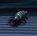2026年5月10日 (日) 14:43時点における版のサムネイル