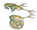 2026年5月10日 (日) 14:41時点における版のサムネイル