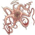 2026年5月10日 (日) 14:44時点における版のサムネイル