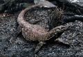2026年5月10日 (日) 14:42時点における版のサムネイル