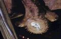 2026年5月10日 (日) 14:41時点における版のサムネイル